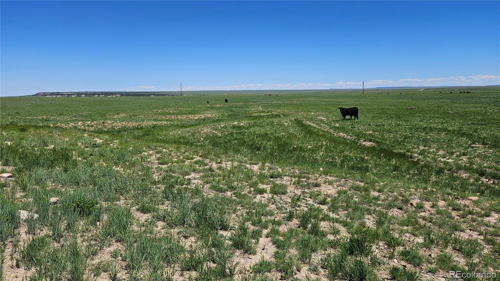 31 Colorado Land & Livestock Rye, CO 81069 - Photo 5 of 12 Gallery Image 5