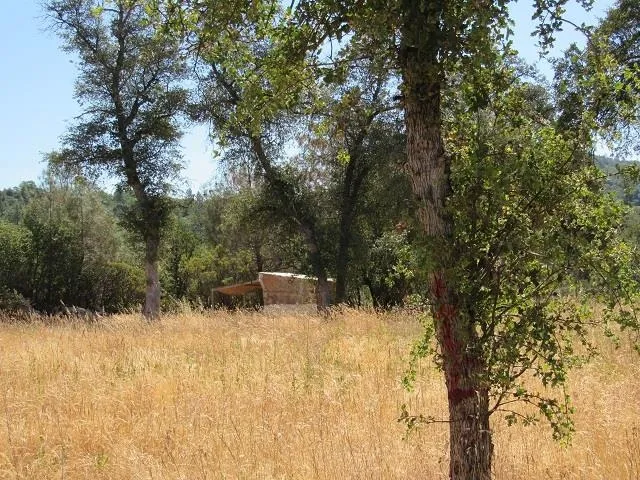a view of a yard with a tree