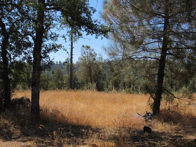 a view of a forest with a mountain in the background