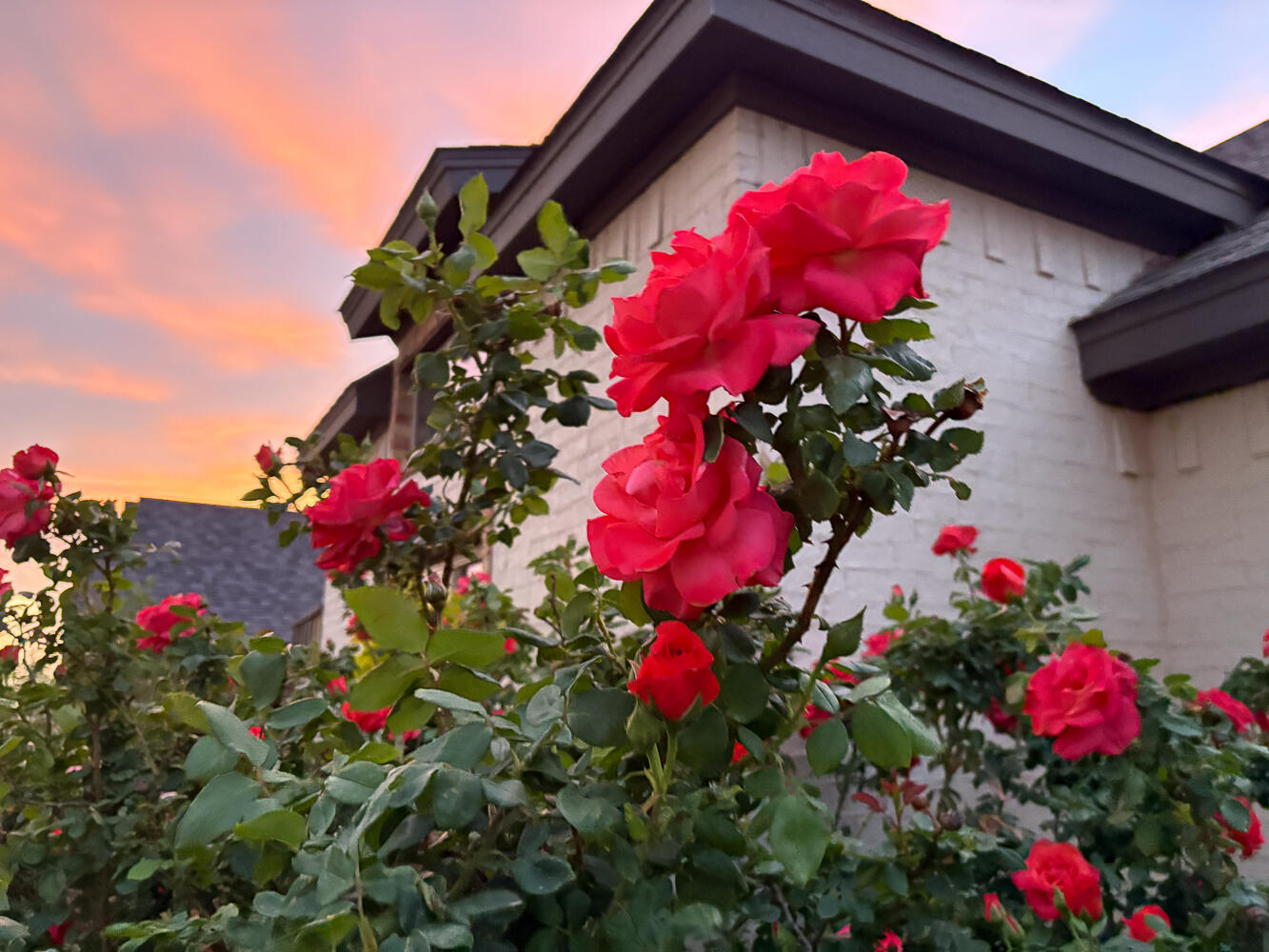 5902 112th Street Lubbock, TX 79424 - Photo 45 of 45 a view of a flower