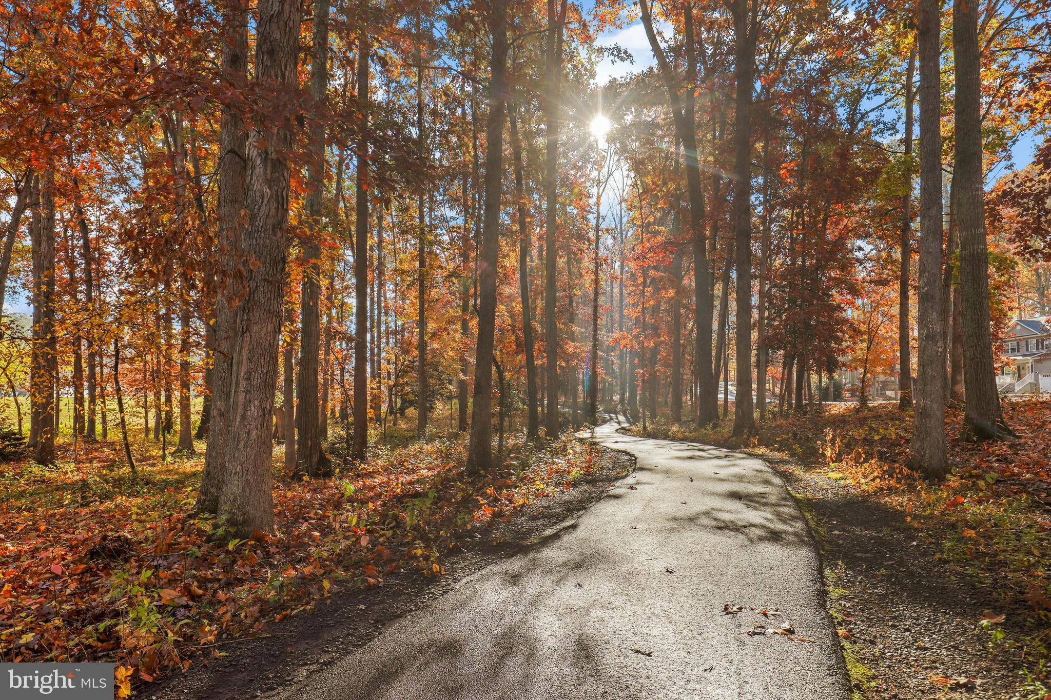 207 Spotswood Road Locust Grove, VA 22508 - Photo 45 of 58 a view of trees with yard