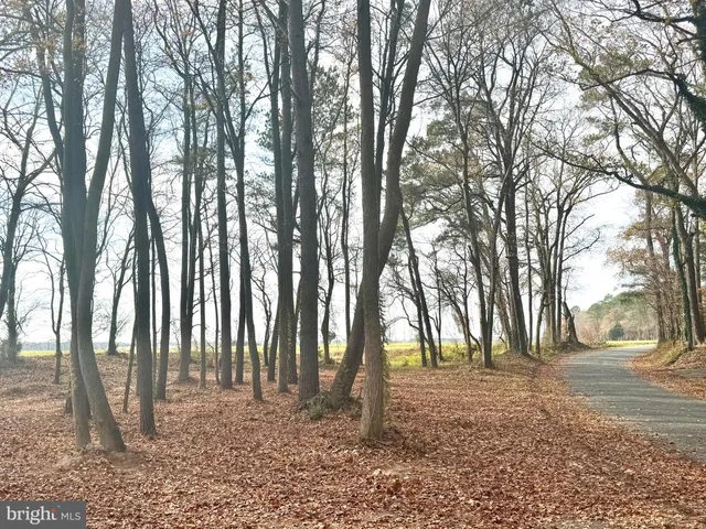 a backyard of a house with lots of trees