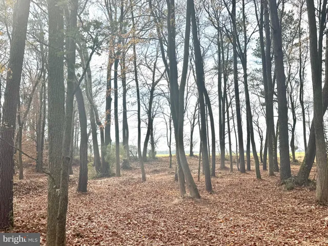 a backyard of a house with lots of trees