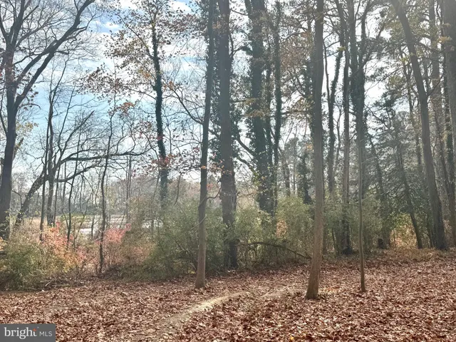 a view of large trees with yard