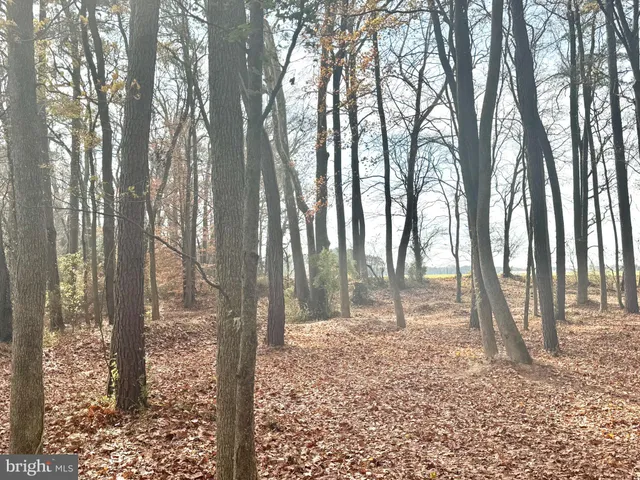 a view of a forest with a tree