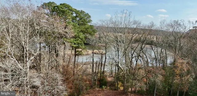 a view of river covered with trees