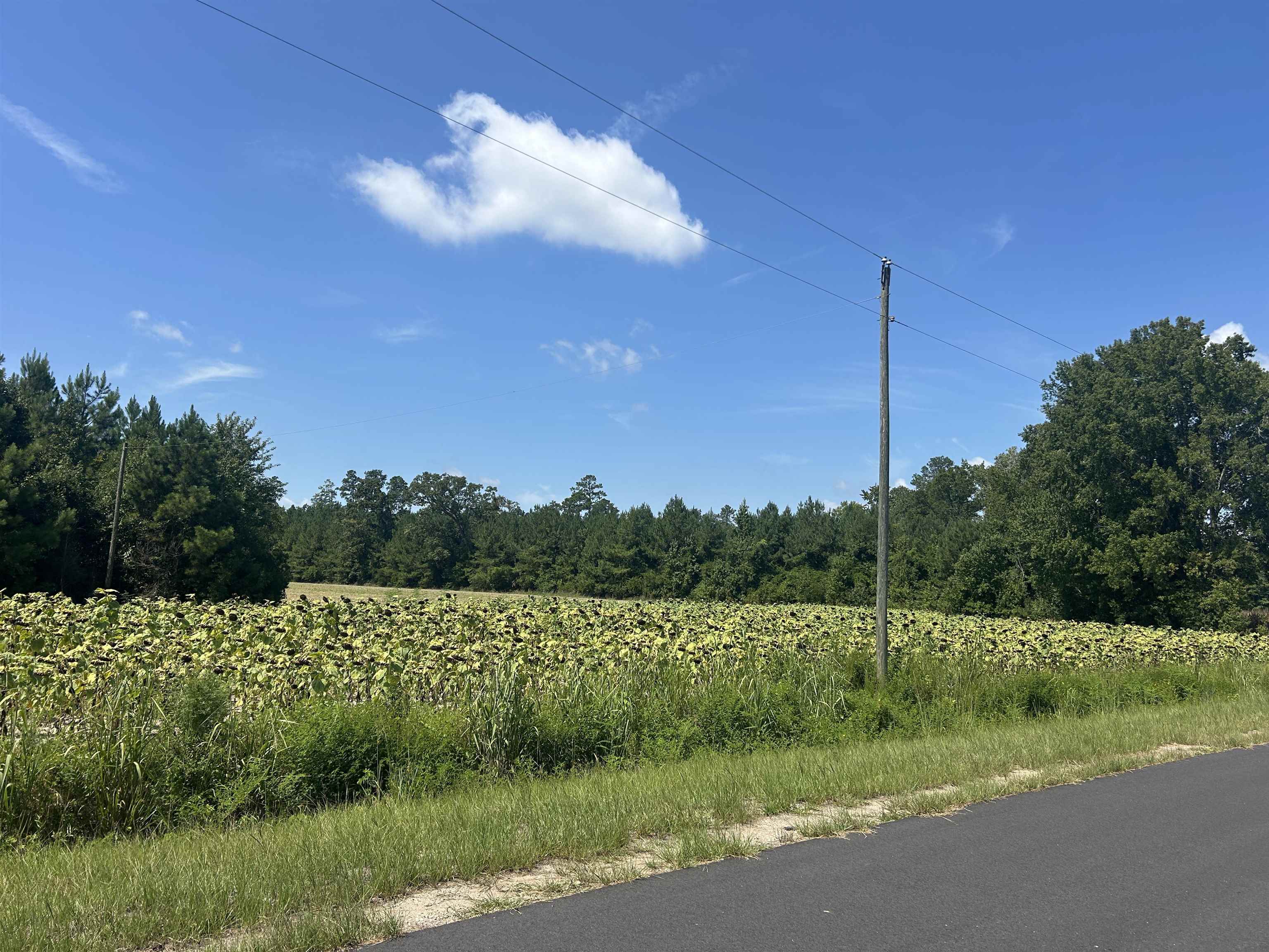 Tbd Pearlie Road Hamer, SC 29547 - Photo 25 of 29 Gallery Image 25