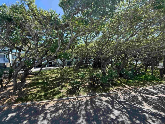 a view of a large yard with plants and large trees