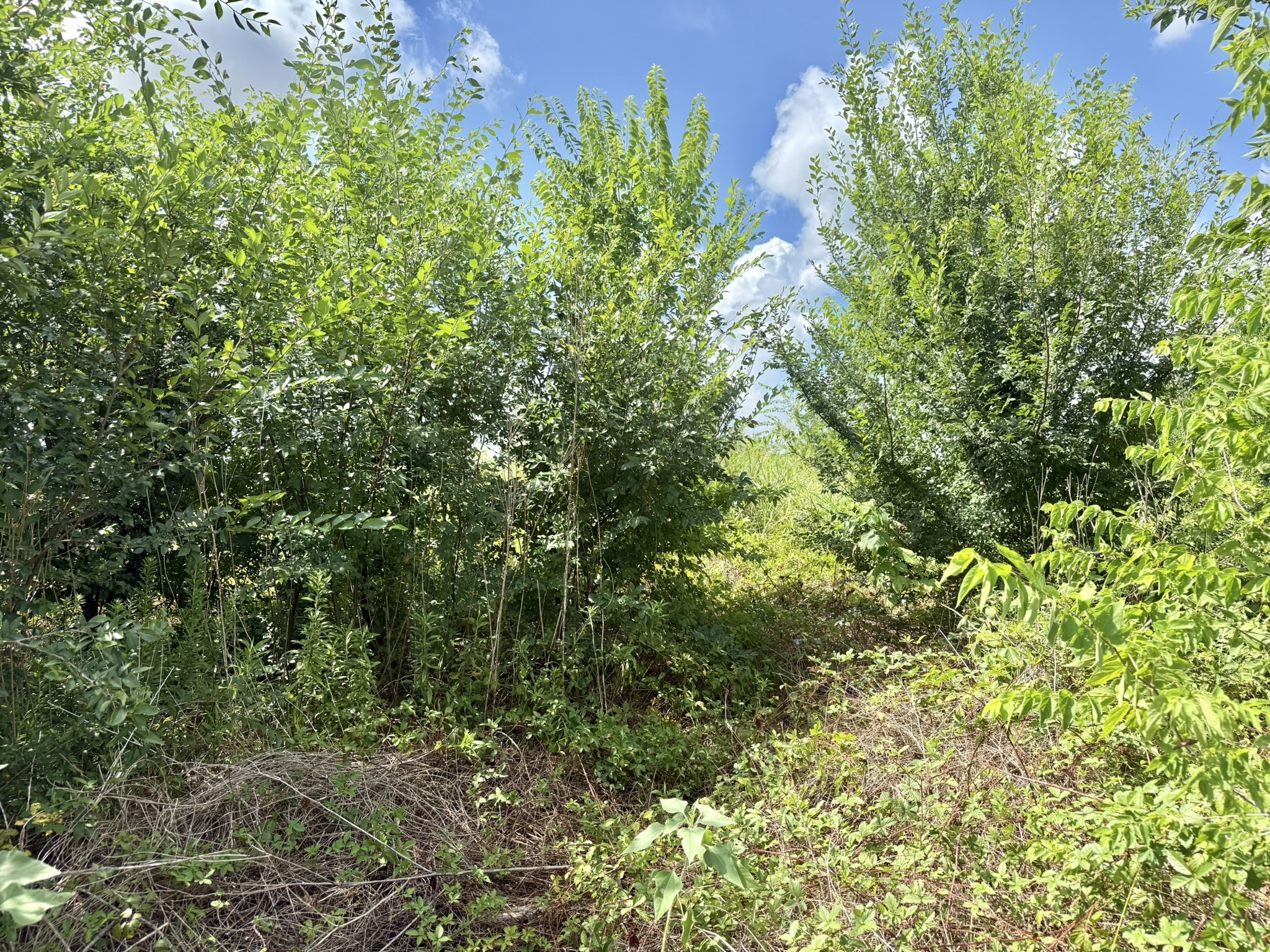 a view of a lush green forest