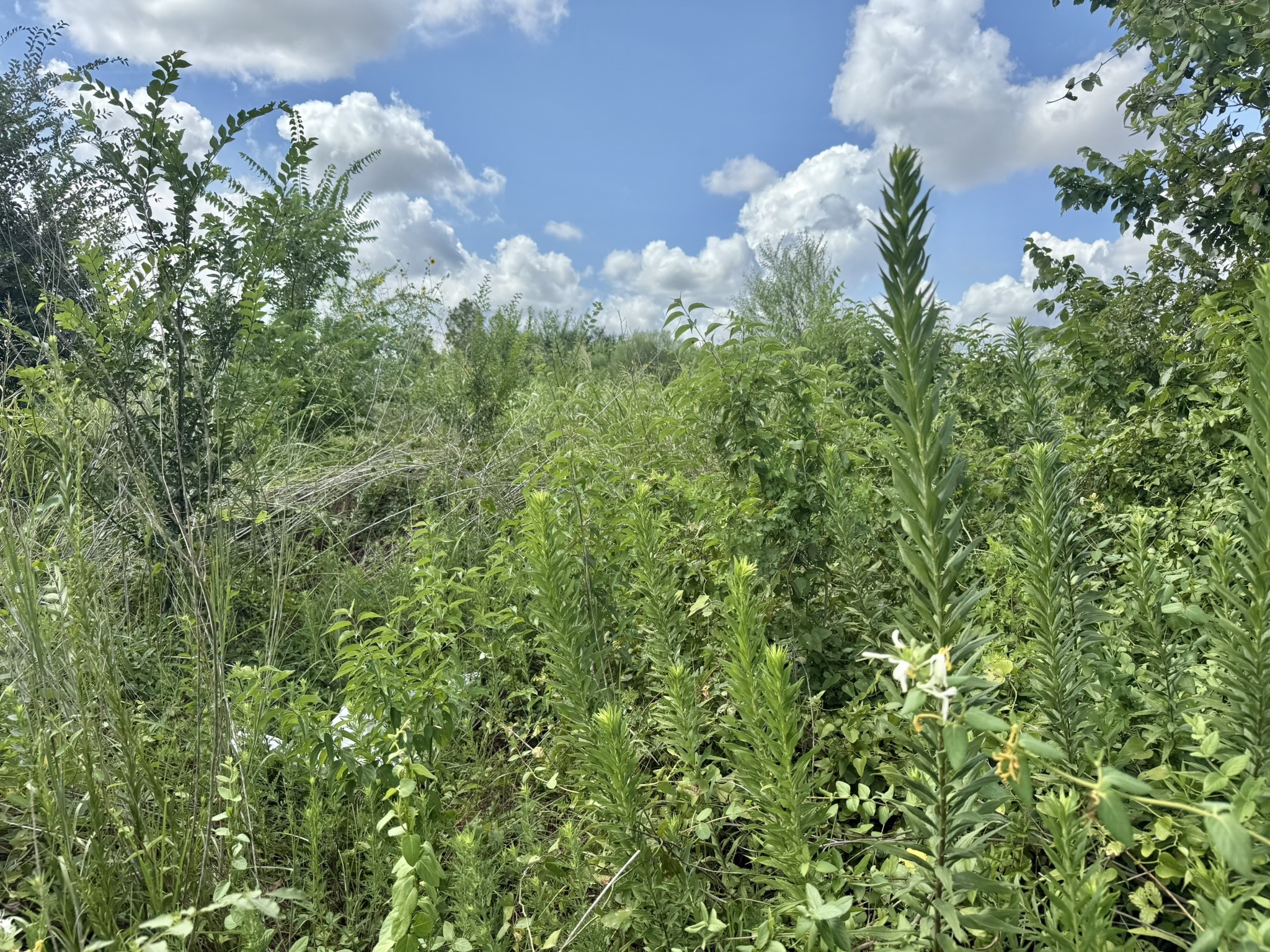 0 Alief Clodine Road Houston, TX 77082 - Photo 4 of 10 a backyard of a house with lots of green space