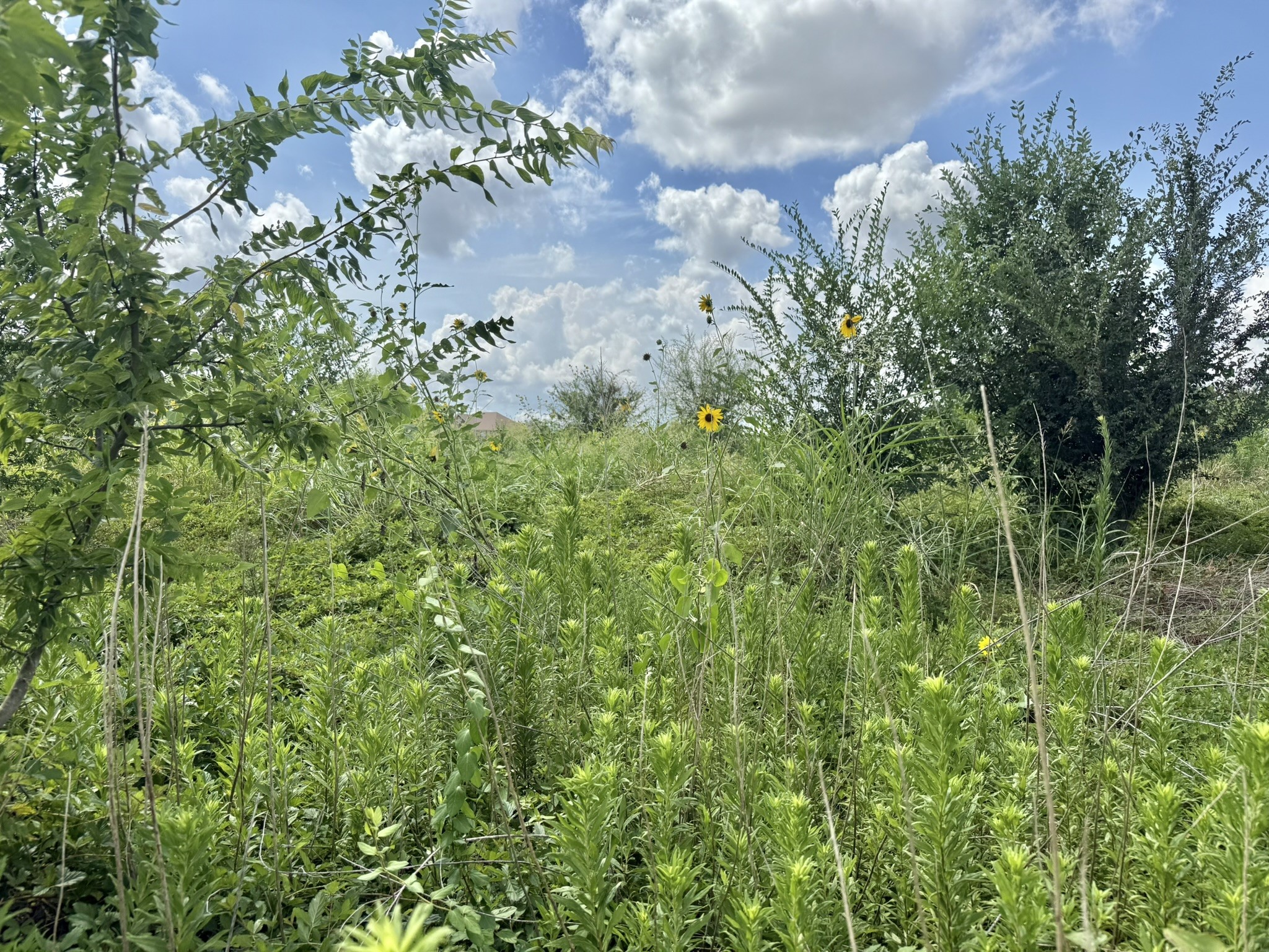 0 Alief Clodine Road Houston, TX 77082 - Photo 5 of 10 a view of a plant in a garden