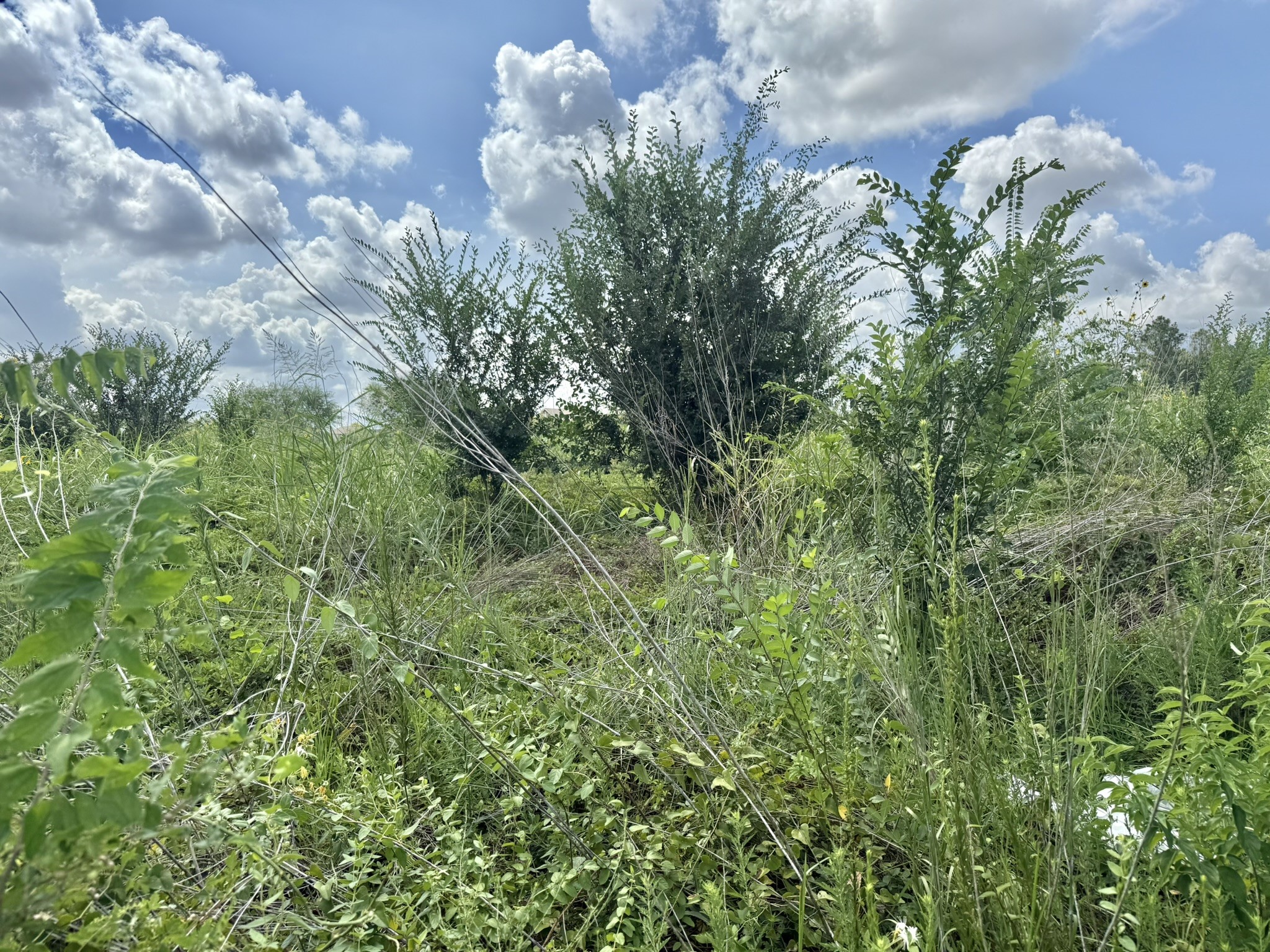 0 Alief Clodine Road Houston, TX 77082 - Photo 9 of 10 a view of a plant in a garden