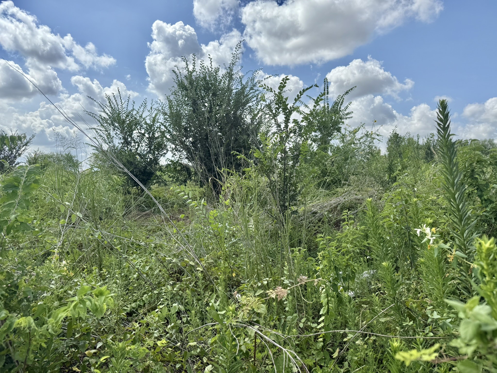 0 Alief Clodine Road Houston, TX 77082 - Photo 10 of 10 a view of a bunch of trees