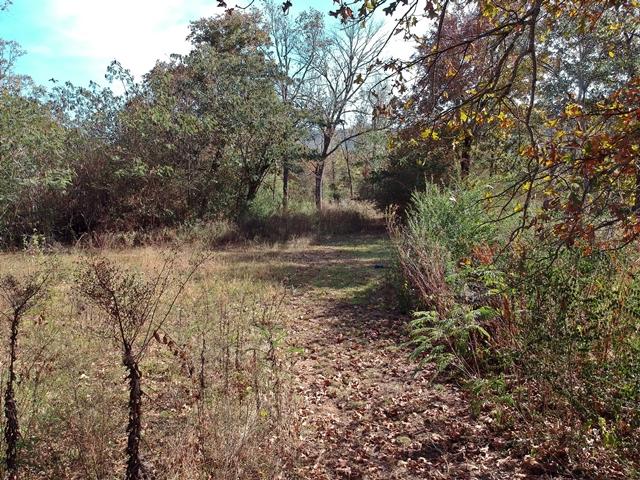 Piney RdDJI_0438