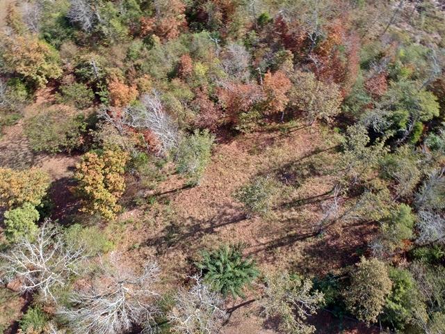 Piney RdDJI_0435