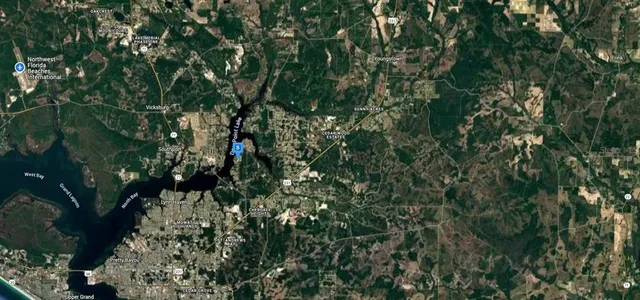 a view of a tree in a forest