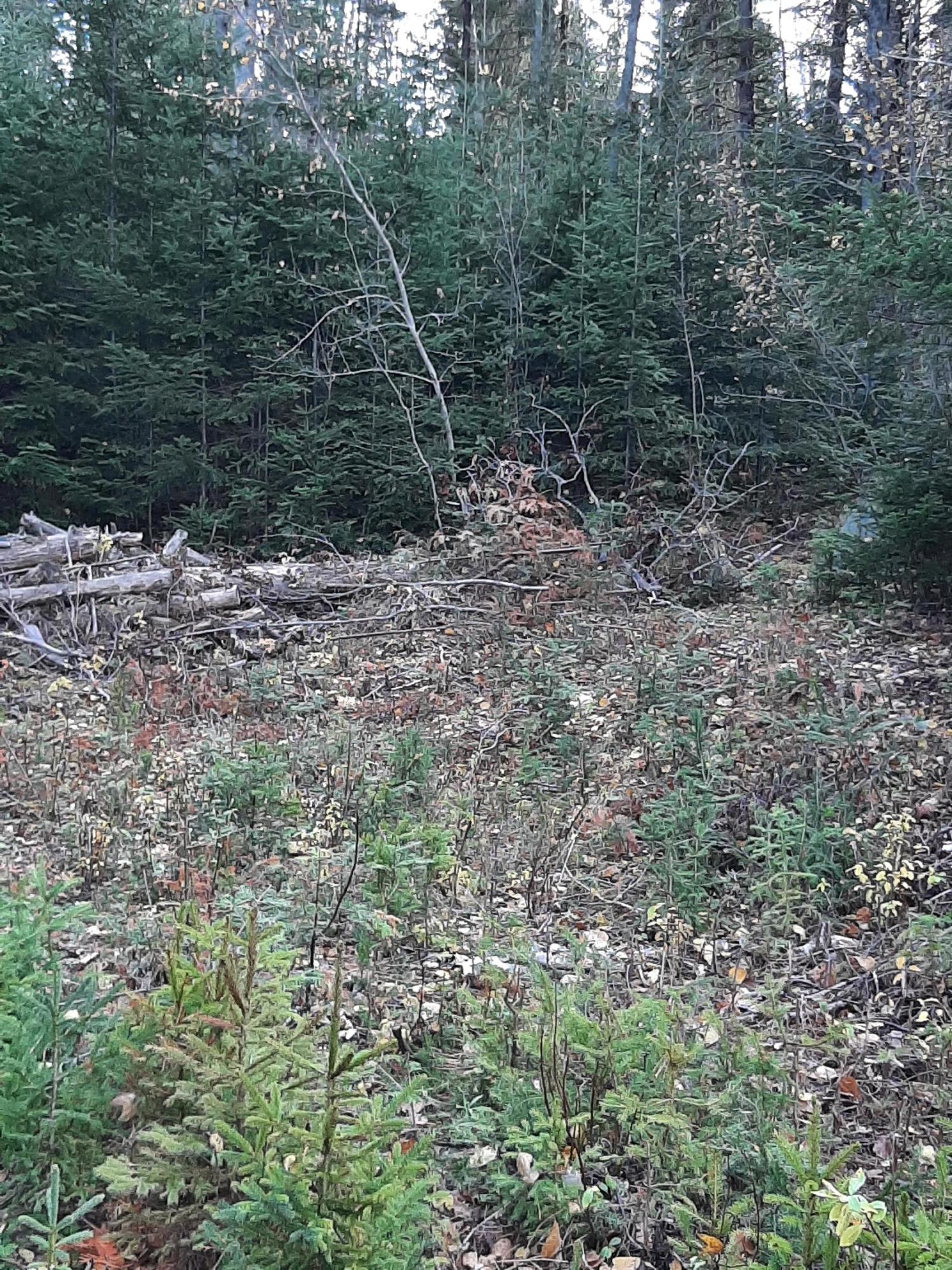 65 A Dallas Hill Road Dallas Plt, ME 04970 - Photo 10 of 18 20201025_114534