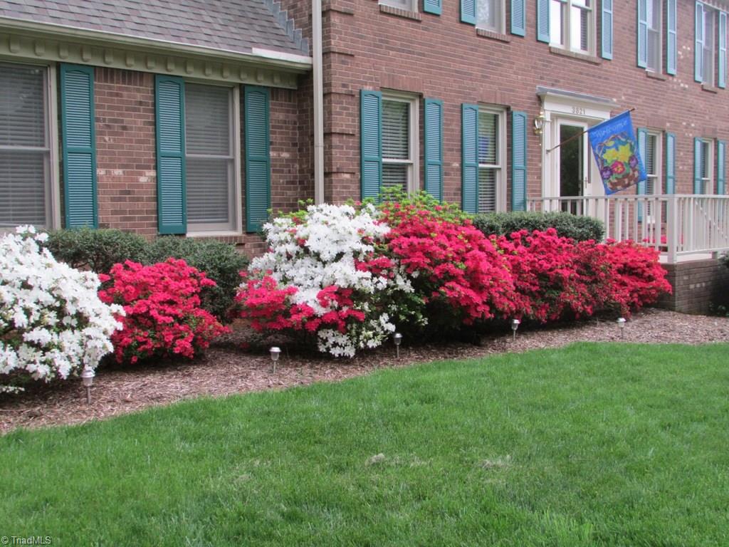 Beautiful azaleas every spring!