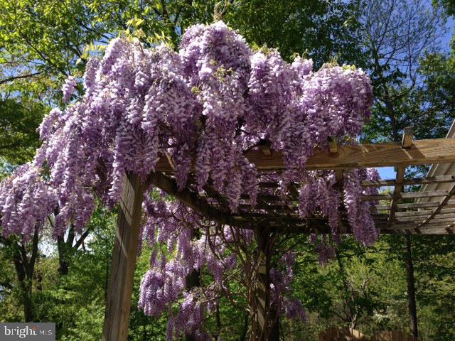 830 Knight Island Road Earleville, MD 21919 - Photo 33 of 46 Wisteria hanging on trellis by patio