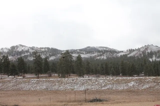 a view of a dry yard with trees in the background