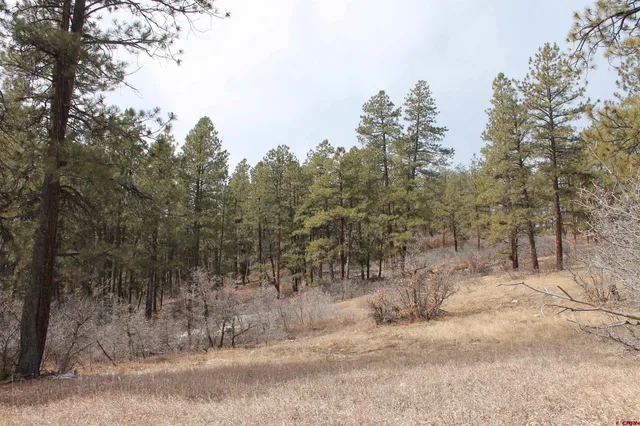a view of a forest with trees in the background