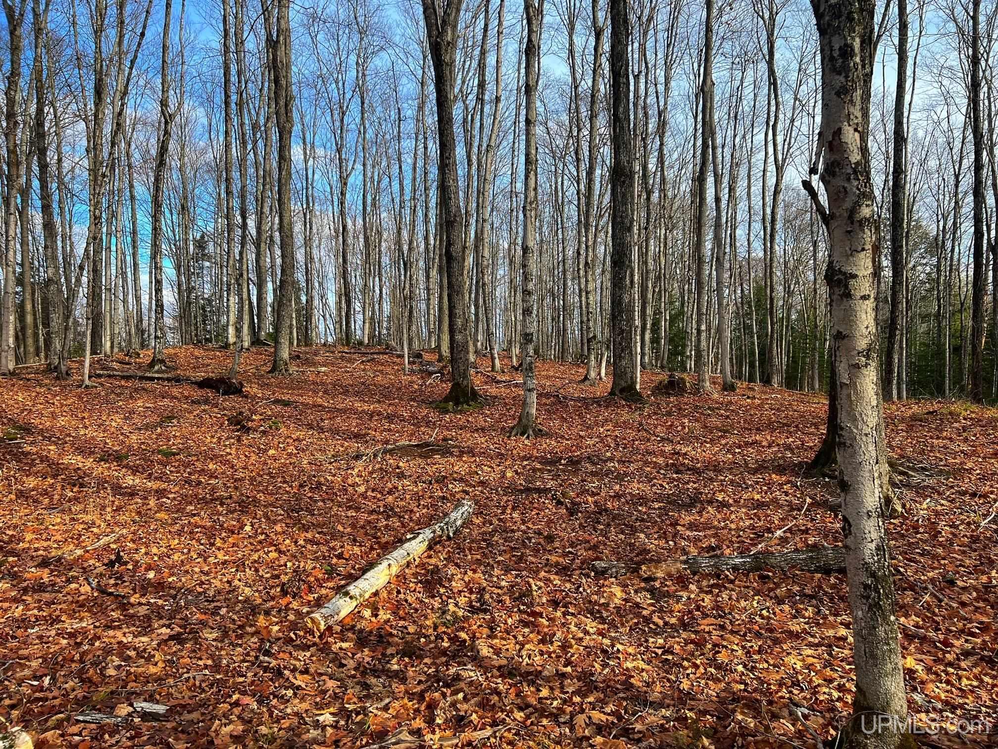 Tbd29 Rauhala Road Atlantic Mine, MI 49905 - Photo 12 of 19 Gallery Image 12