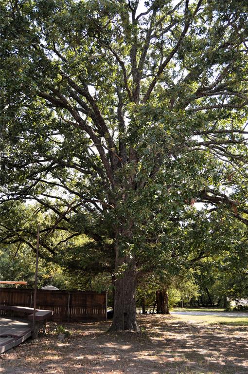 4120 Interstate 30 Campbell, TX 75422 - Photo 30 of 37 Huge trees for shade while outside