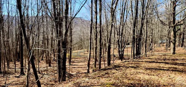 a view of a yard with a tree