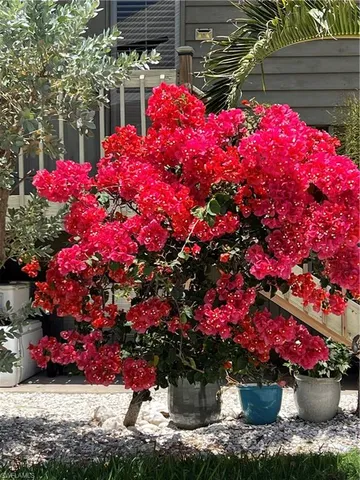 a view of a backyard of flowers