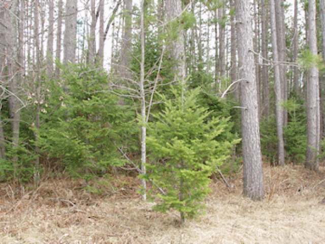 On Hicks Landing Road Fifield, WI 54524 - Photo 6 of 6 Gallery Image 6