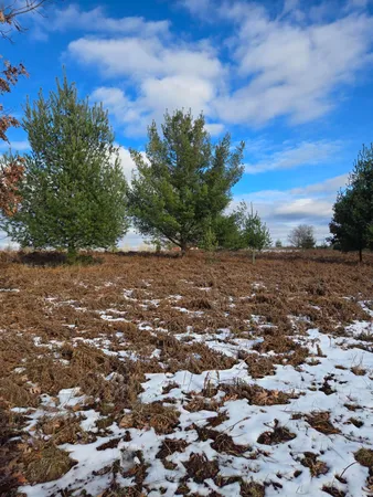 $3,000 | Lot 895 Lake Miramichi Drive, Evart, MI 49631