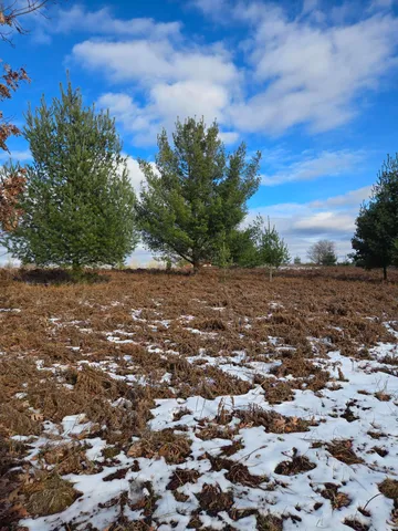$3,000 | Lot 895 Lake Miramichi Drive, Evart, MI 49631