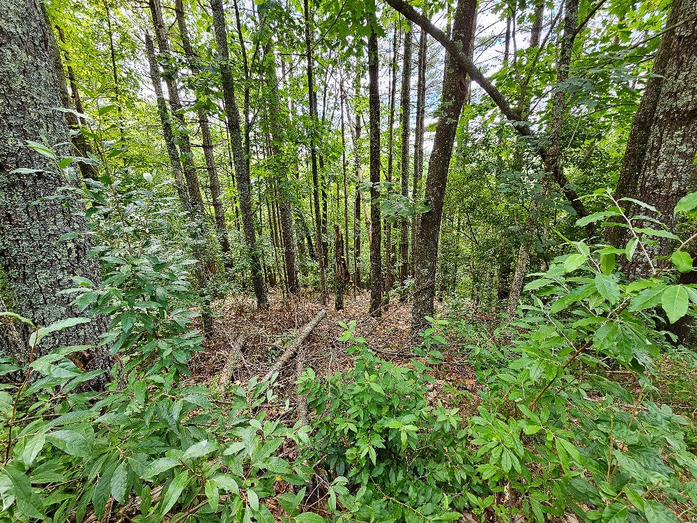 5587 Riverside Drive Independence, VA 24348 - Photo 7 of 25 Gallery Image 7