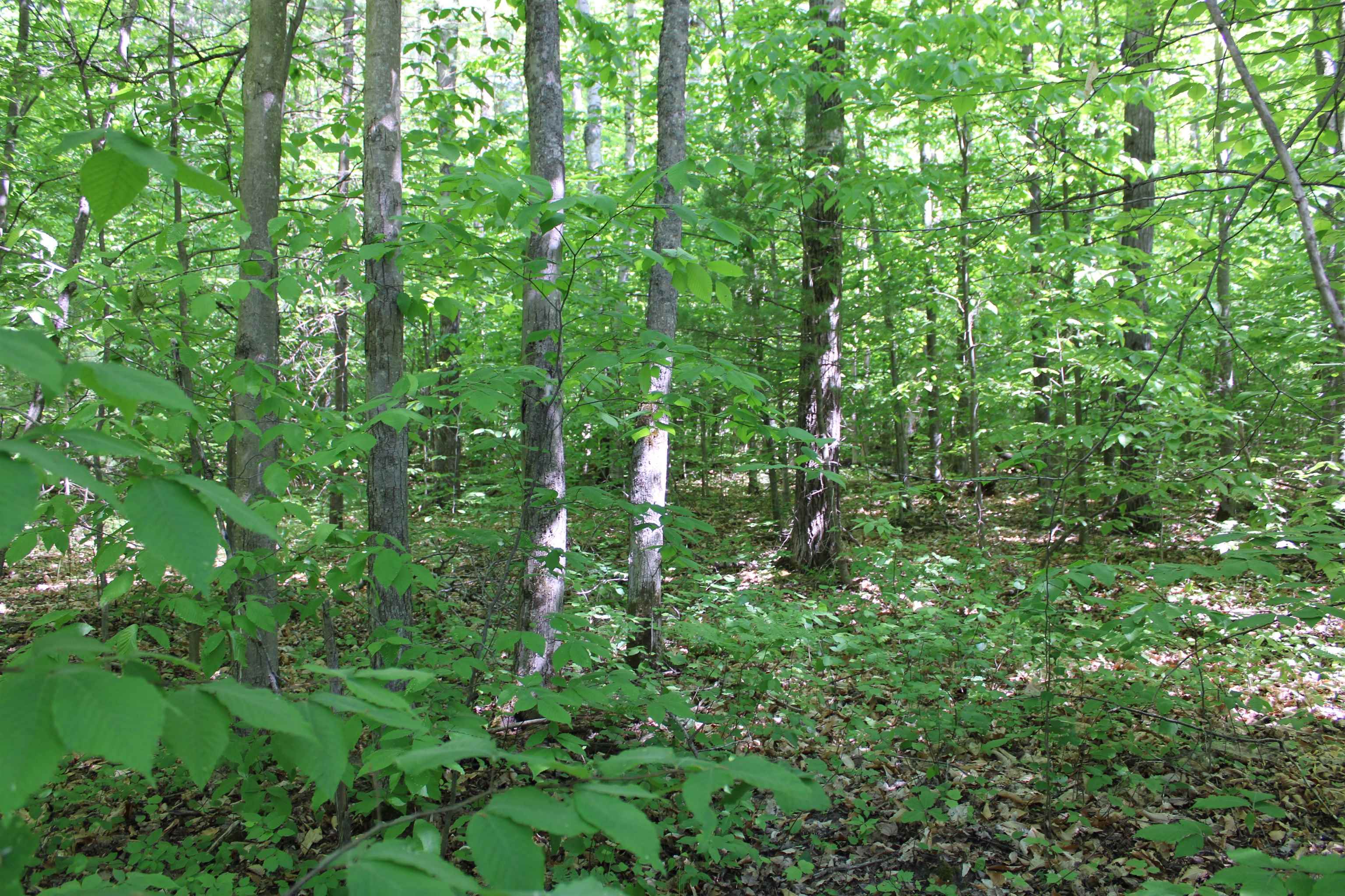Vl Squaw Lake Road Kalkaska, MI 49646 - Photo 6 of 21