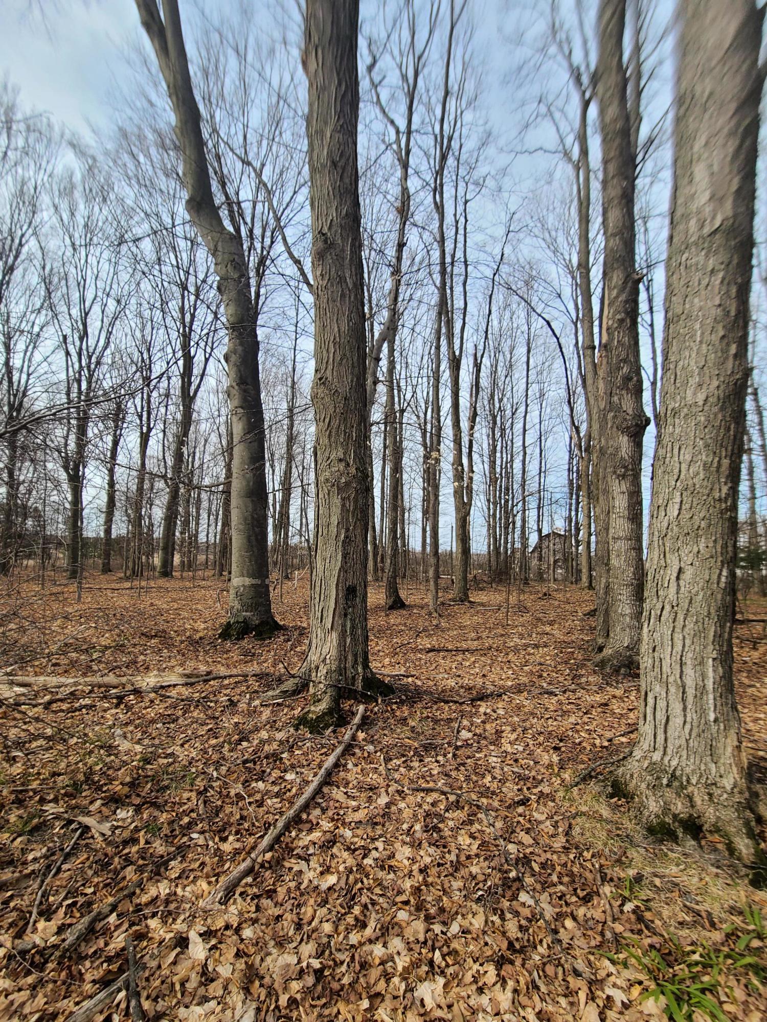 North Keno Road Roscommon, MI 48653 - Photo 6 of 9 Gallery Image 6
