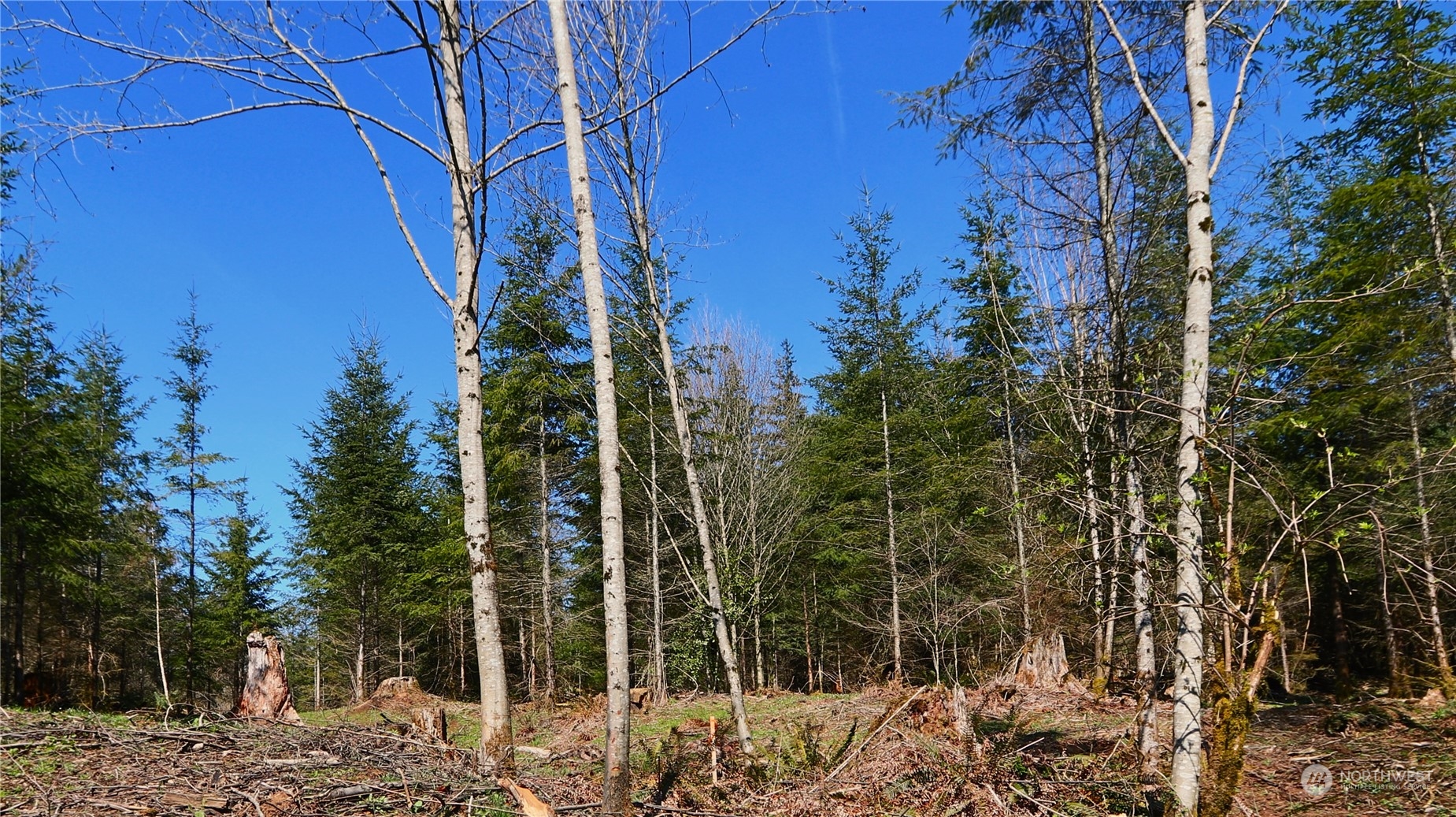 0 Haryu Road, Unit LOT B Longview, WA 98632 - Photo 8 of 12 a view of a yard with plants and trees
