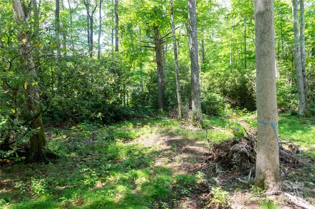 a view of a garden with plants