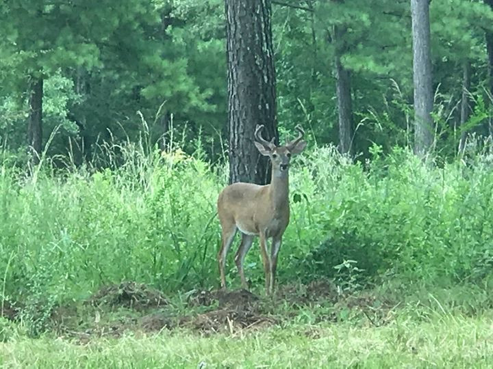128 Corley Road Brandon, MS 39042 - Photo 28 of 34 Photo 28