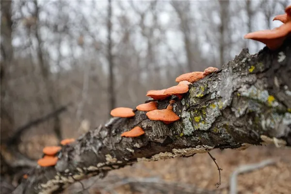 $189,900 | 13644 Quince Trail, Livonia, MO 63551