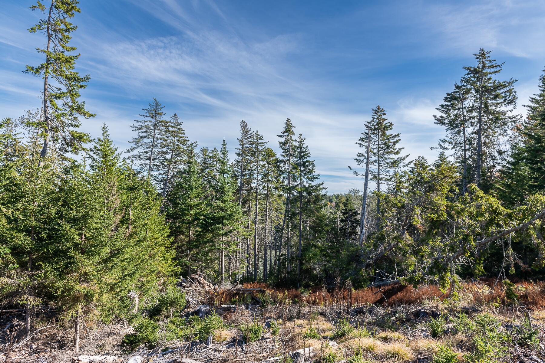 0 Bayview Road Orrs Island, ME 04066 - Photo 18 of 23 DSC_1853