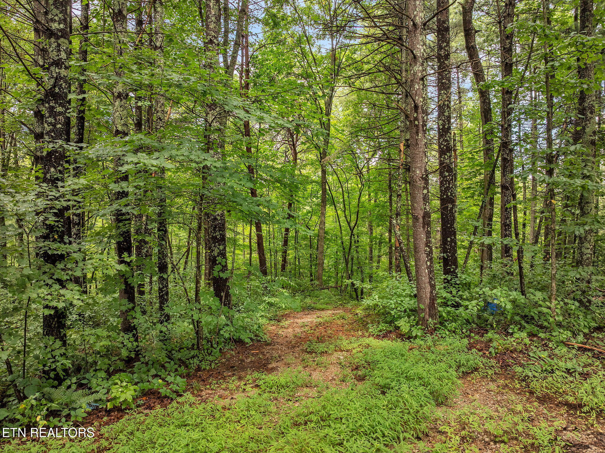 351 Zac Road Sunbright, TN 37872 - Photo 40 of 51 65-web-or-mls-Virgil Albertson--46