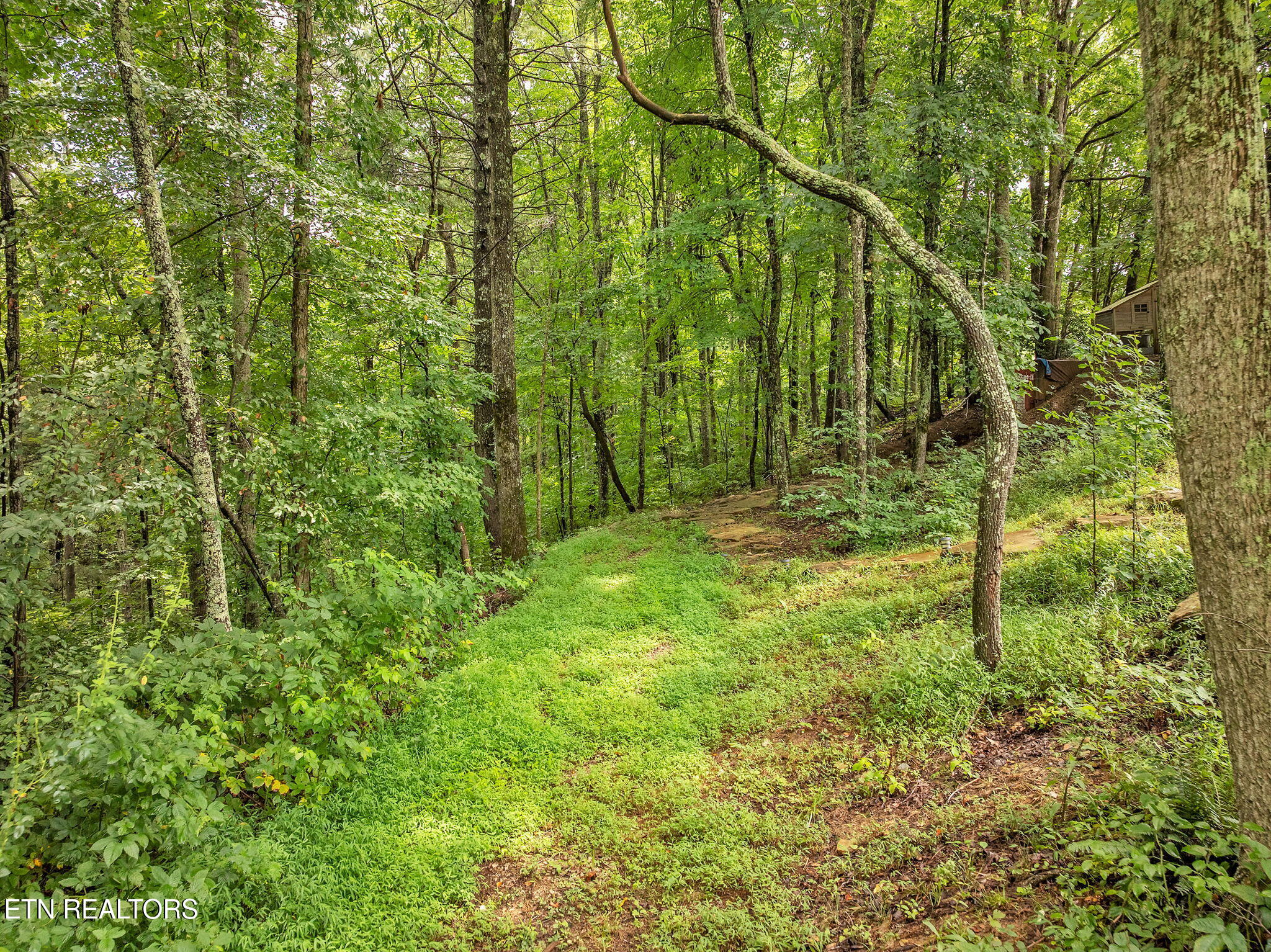 351 Zac Road Sunbright, TN 37872 - Photo 46 of 51 66-web-or-mls-Virgil Albertson--49