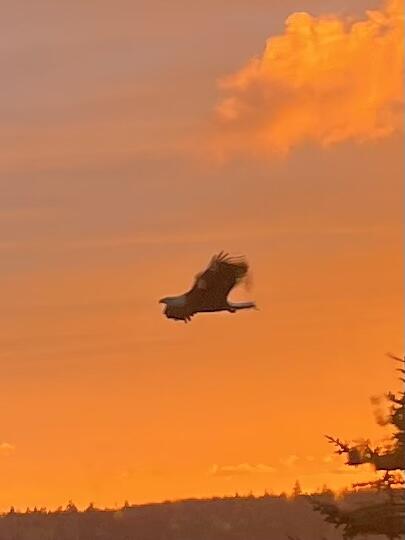 557 Yoho Head Road Machiasport, ME 04655 - Photo 6 of 136 Watch the eagles soar