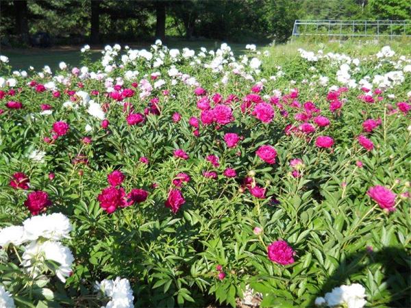 125 Williams Street Wrentham, MA 02093 - Photo 28 of 30