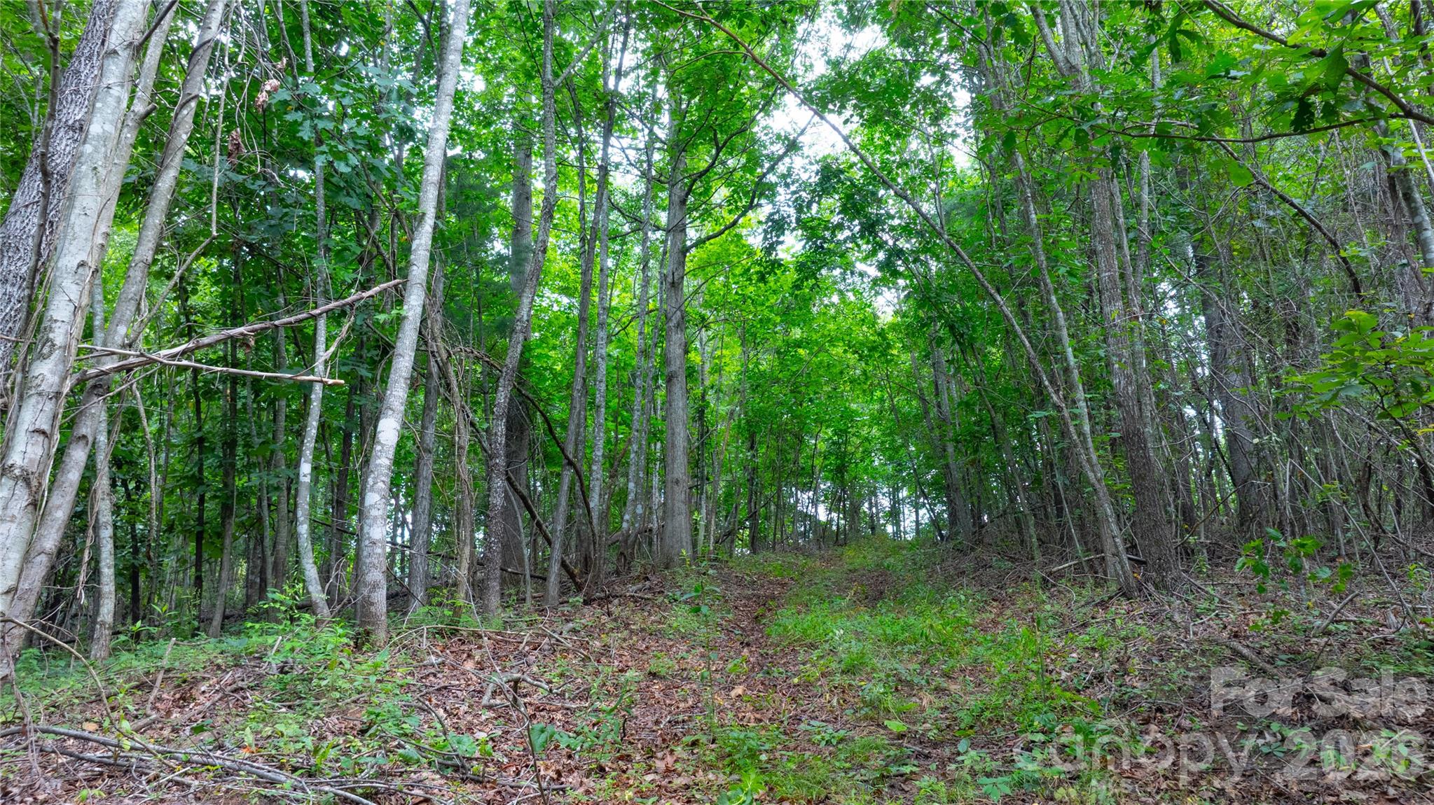 99999 Bob Barnwell Road Fletcher, NC 28732 - Photo 6 of 29 Gallery Image 6