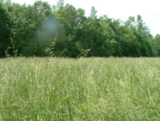 Lot 2 Beaver Road Royston, GA 30662 - Photo 2 of 6