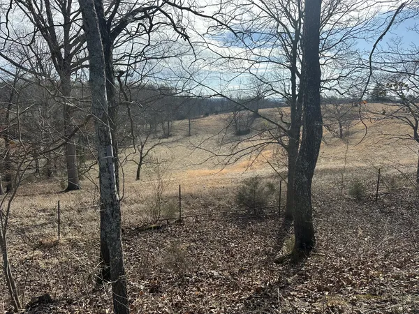 a view of a yard with trees