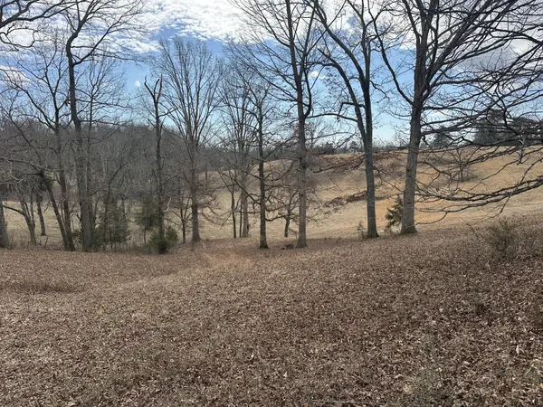 a view of dirt yard with a tree