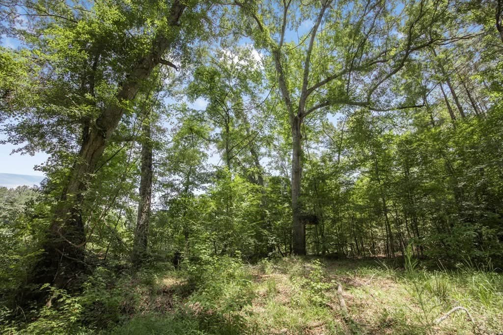 1602 Patterson Road Yazoo City, MS 39194 - Photo 12 of 30 Photo 12