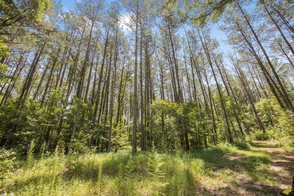 1602 Patterson Road Yazoo City, MS 39194 - Photo 13 of 30 Photo 13